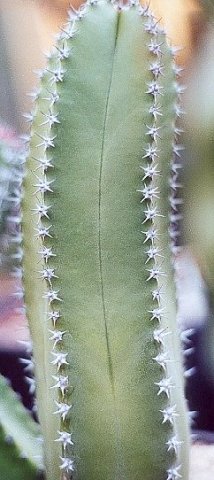 Lophocereus_sargentianus